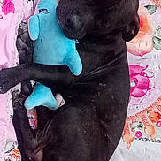 Falko a rejoint le concours — aidez-le/la à gagner de superbes lots ! animal, black_dog, blanket, blue_toy, companion, cozy, cute, dog, floral_pattern, fur, indoor, paw, pet, pink, plush_toy, relaxed, resting, sleeping, snuggling, toy
