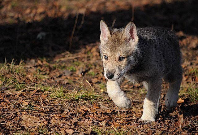 Ourane participe au concours pour gagner de l'argent avec cette photo : canidae, canis, canis_lupus_tundrarum, carnivore, czechoslovakian_wolfdog, dog, dog_breed, fawn, mammal, native_american_indian_dog, northern_inuit_dog, person, saarloos_wolfdog, seppala_siberian_sleddog, snout, swedish_vallhund, tamaskan_dog, vertebrate, wildlife, wolf