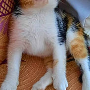Mima participe au concours pour gagner de l'argent avec cette photo : animal, blue_eyes, calico, cat, closeup, curious, cute, domestic_cat, feline, fur, indoor, kitten, orange, patterned_fabric, pet, purple, sitting, small, whiskers, young