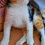 animal, blue_eyes, calico, cat, closeup, curious, cute, domestic_cat, feline, fur, indoor, kitten, orange, patterned_fabric, pet, purple, sitting, small, whiskers, young