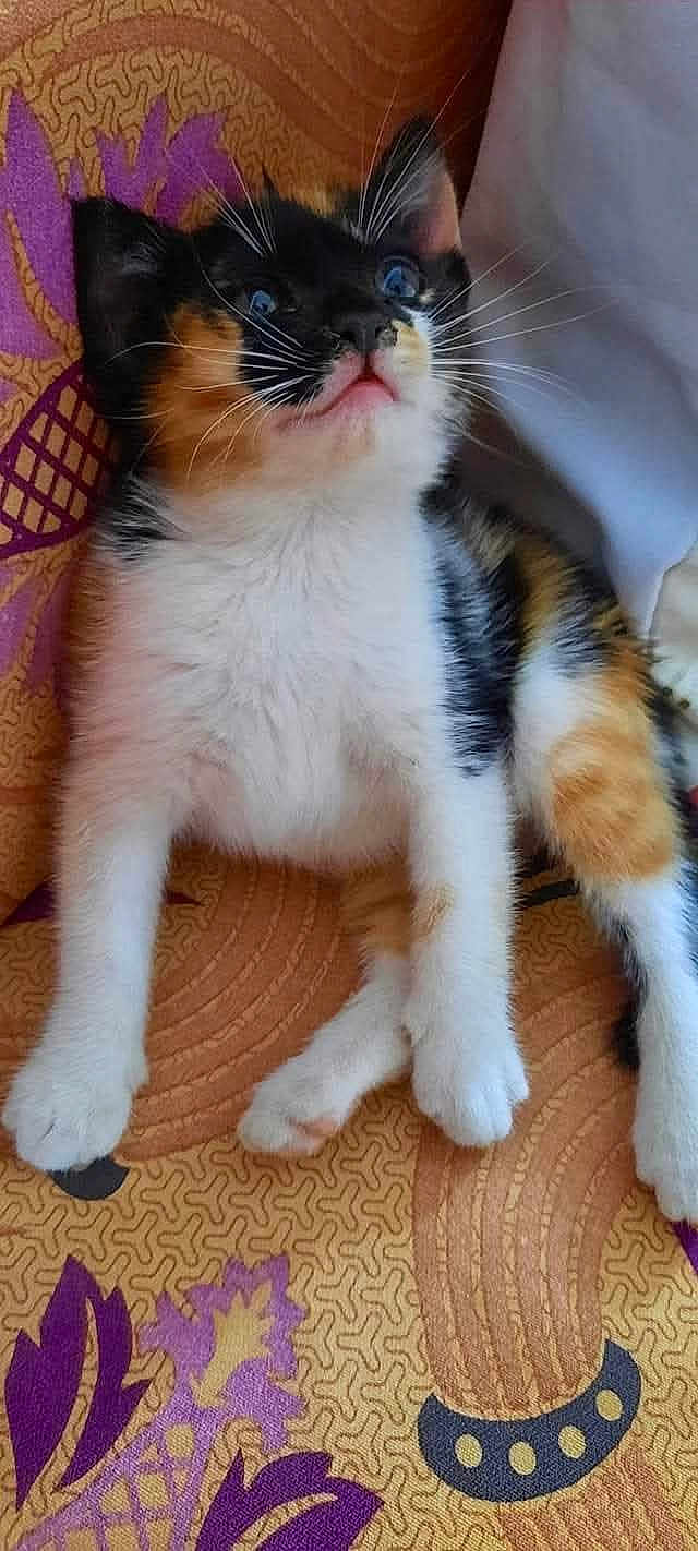 Mima