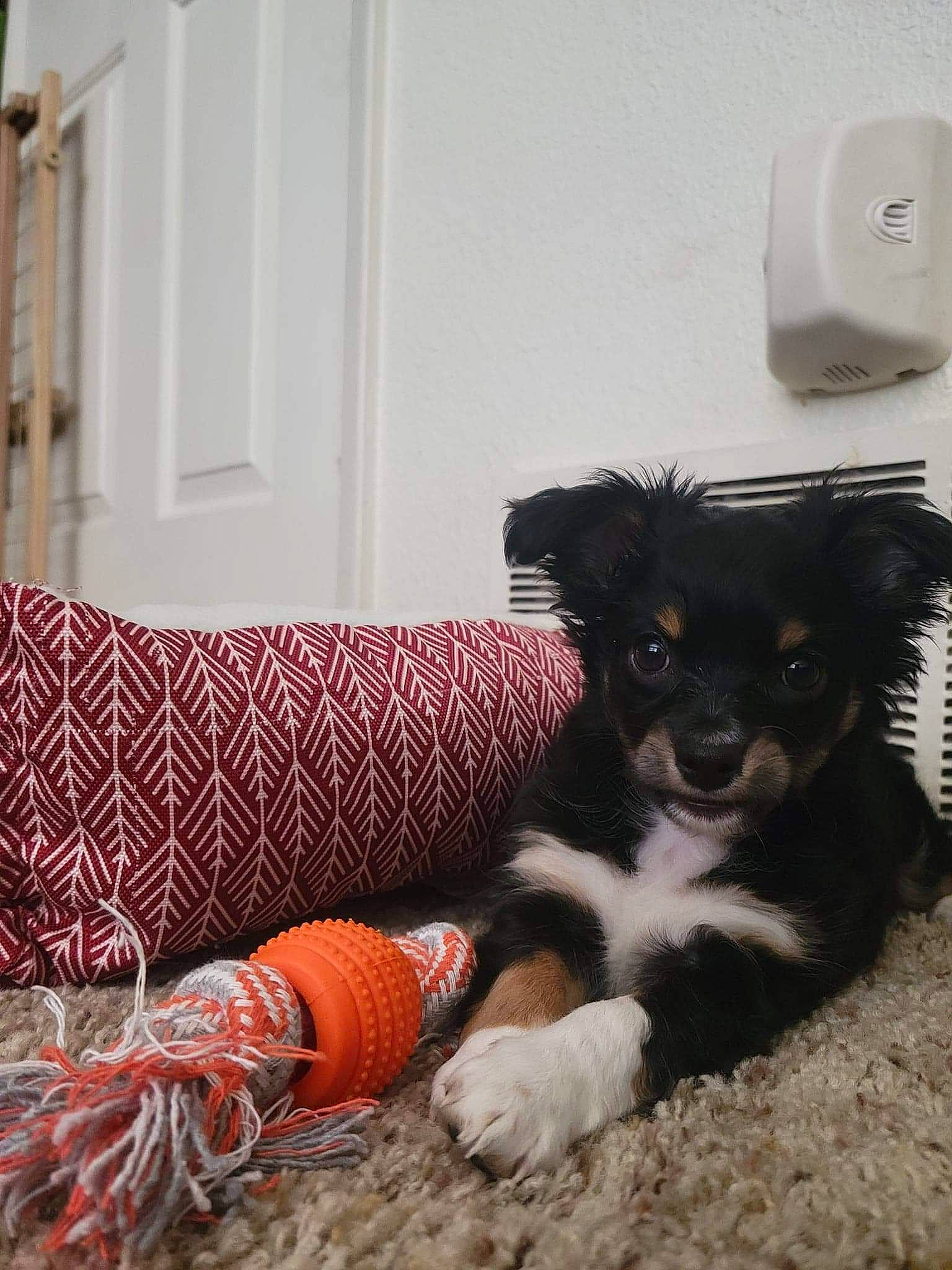 Oreo joined the competition — help win amazing prizes! canidae, carmine, carnivore, comfort, companion_dog, couch, dog, dog_breed, dog_supply, flooring, fur, human_leg, paper_towel, pattern, paw, snout, toilet_paper, toy_dog, wood, working_animal