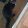 animal, black_cat, carpet, cat, curious, domestic_animal, ears, eyes, feline, floor, home, indoor, looking_up, metal_strip, mouth_open, pet, tail, texture, whiskers, wooden_floor