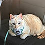 Cheesecake joined the competition — help win amazing prizes! cat, cream_colored, harness, leash, car_seat, pet, feline, sitting, resting, indoor, cute, animal, fur, whiskers, ears, tail, domestic, companion, relaxed, looking