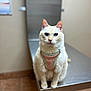 cat, cream_cat, harness, pet, animal, indoor, metal_table, floor_tiles, veterinary_clinic, calm, sitting, portrait, fur, whiskers, ears, blue_eyes, cute, domestic_cat, pet_care, close_up