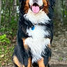 animal, bernese_mountain_dog, black_fur, brown_fur, canine, dog, forest, fur, greenery, happy, nature, outdoor, paw_protection, pet, portrait, shoes, sitting, tongue_out, trees, white_fur