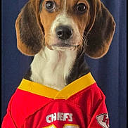 Henry is registered to the contest to win money with this photo: animal, background, beagle, clothing, curtain, cute, dog, ears, expression, eyes, face, indoor, jersey, looking, nose, pet, portrait, red, sports, yellow