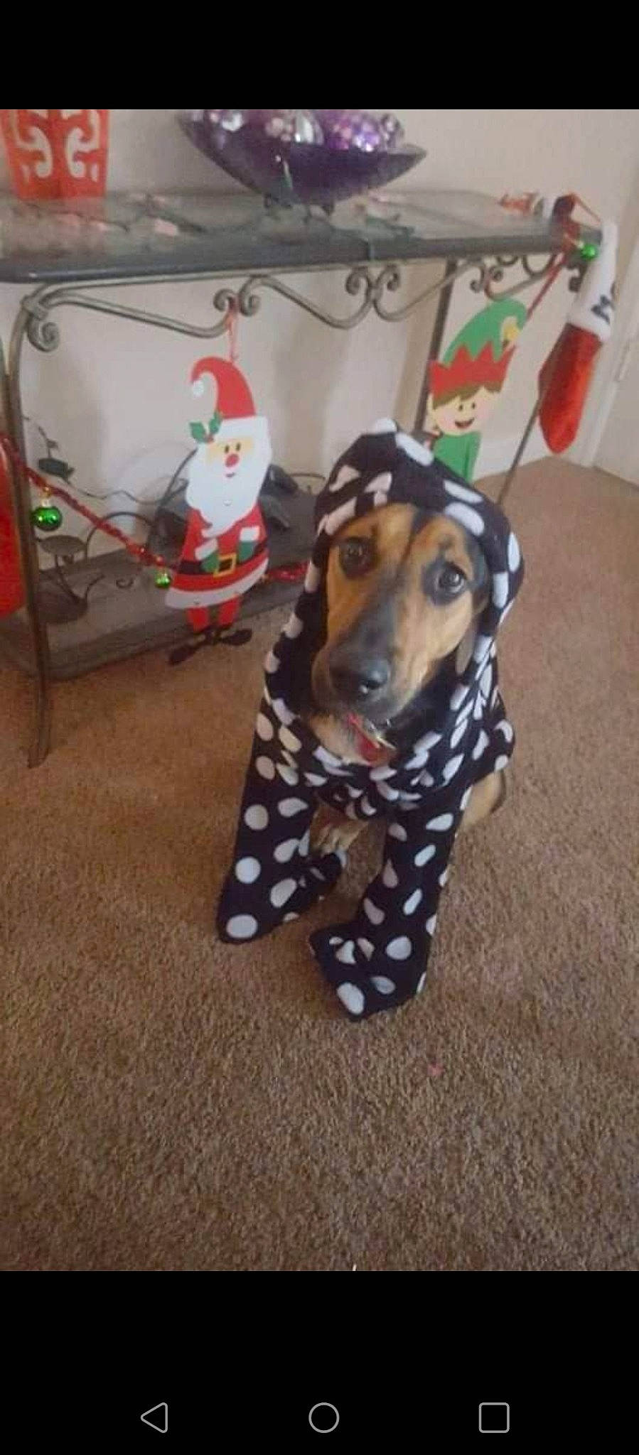 Mazie joined the competition — help win amazing prizes! canidae, carnivore, companion_dog, costume, dog, dog_breed, dog_supply, event, fawn, flooring, fur, head, linens, non_sporting_group, pattern, snout, sporting_group, whiskers, wood, working_animal