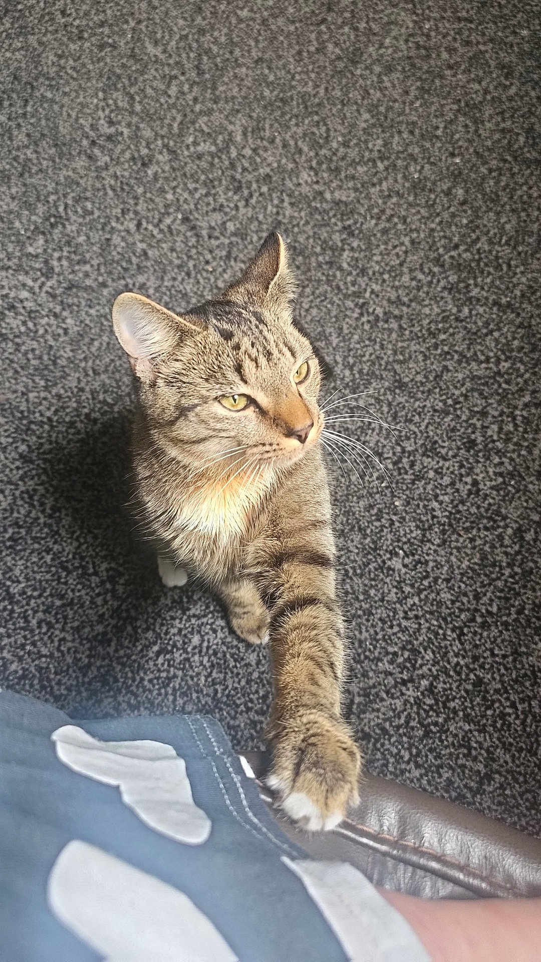 Cali joined the competition — help win amazing prizes! cat, tabby, paw, carpet, indoor, pet, feline, curious, whiskers, striped, animal, closeup, reaching, clothing, texture, fur, domestic, cute, attention, person