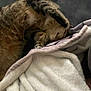 cat, tabby, sleeping, paw, blanket, cozy, indoor, feline, fur, resting, soft, comfort, animal, pet, relaxing, couch, home, cute, warm, napping