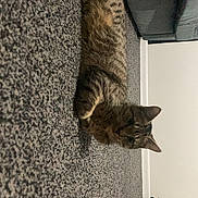 Cali is registered to the contest to win money with this photo: cat, tabby_cat, carpet, indoor, furniture, couch, wall, pet, animal, fur, relaxed, lying_down, striped, whiskers, ears, floor, home, domestic, cute, mammal