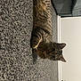cat, tabby_cat, carpet, indoor, furniture, couch, wall, pet, animal, fur, relaxed, lying_down, striped, whiskers, ears, floor, home, domestic, cute, mammal