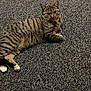 Cali is registered to the contest to win money with this photo: cat, tabby, striped, animal, pet, feline, lying_down, carpet, floor, indoor, relaxed, looking_at_camera, whiskers, ears, paws, fur, cute, domestic, resting, curious