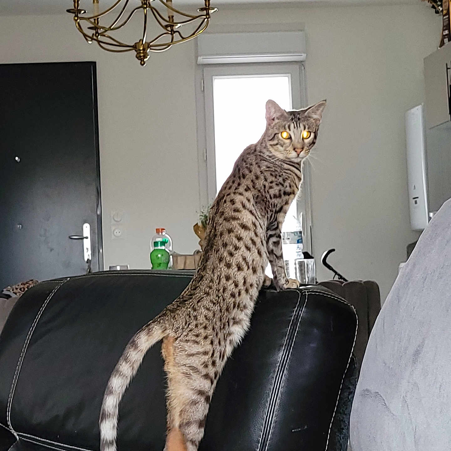 Thor a rejoint le concours — aidez-le/la à gagner de superbes lots ! animal, architecture, building, cat, chair, chandelier, couch, cushion, egyptiancat, furniture, homedecor, indoors, interiordesign, kitten, lamp, livingroom, ocelot, panther, pet, room