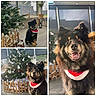Saya a rejoint le concours — aidez-le/la à gagner de superbes lots ! dog, christmas_tree, holiday, indoor, decorations, festive, red_bandana, fence, wooden_fence, plant, window, floor, pet, smiling_dog, tongue_out, black_dog, tan_markings, fur, animal, cute