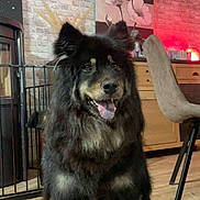 Saya participe au concours pour gagner de l'argent avec cette photo : dog, indoor, pet, black_dog, tan_markings, sitting, happy, tongue_out, wooden_floor, brick_wall, painting, chair, cabinet, cozy, furniture, smiling, fur, ears_up, animal, domestic