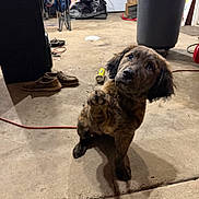 Willie joined the competition — help win amazing prizes! dog, puppy, paw, garage, concrete_floor, trash_can, shoes, extension_cord, spray_can, chairs, boxes, plastic_bags, door, clutter, shadow, looking_up, cute, pet, floor, indoor