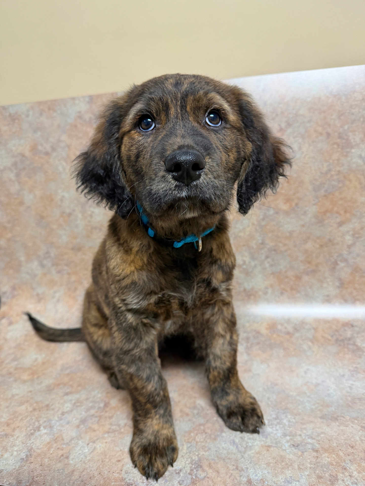 Willie is registered to the contest to win money with this photo: dog, puppy, brindle, blue_collar, sitting, looking_up, close_up, portrait, indoor, tile_floor, nose, paws, tail, fur, ears, wide_eyes, adorable, pet, animal, floor