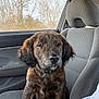 Willie is registered to the contest to win money with this photo: dog, puppy, brindle_coat, car_interior, front_seat, headrest, window, trees, winter, collar, fur, nose, eyes, paws, sitting, seat_upright, upholstery, dashboard, leash, calm_expression