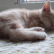 Skyline a rejoint le concours — aidez-le/la à gagner de superbes lots ! animal, blanket, cat, cozy, cute, domestic_cat, fur, furry, indoor, kitten, natural_light, paws, peaceful, pet, relaxed, resting, sleeping, soft, whiskers, window