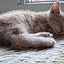 animal, blanket, cat, cozy, cute, domestic_cat, fur, furry, indoor, kitten, natural_light, paws, peaceful, pet, relaxed, resting, sleeping, soft, whiskers, window