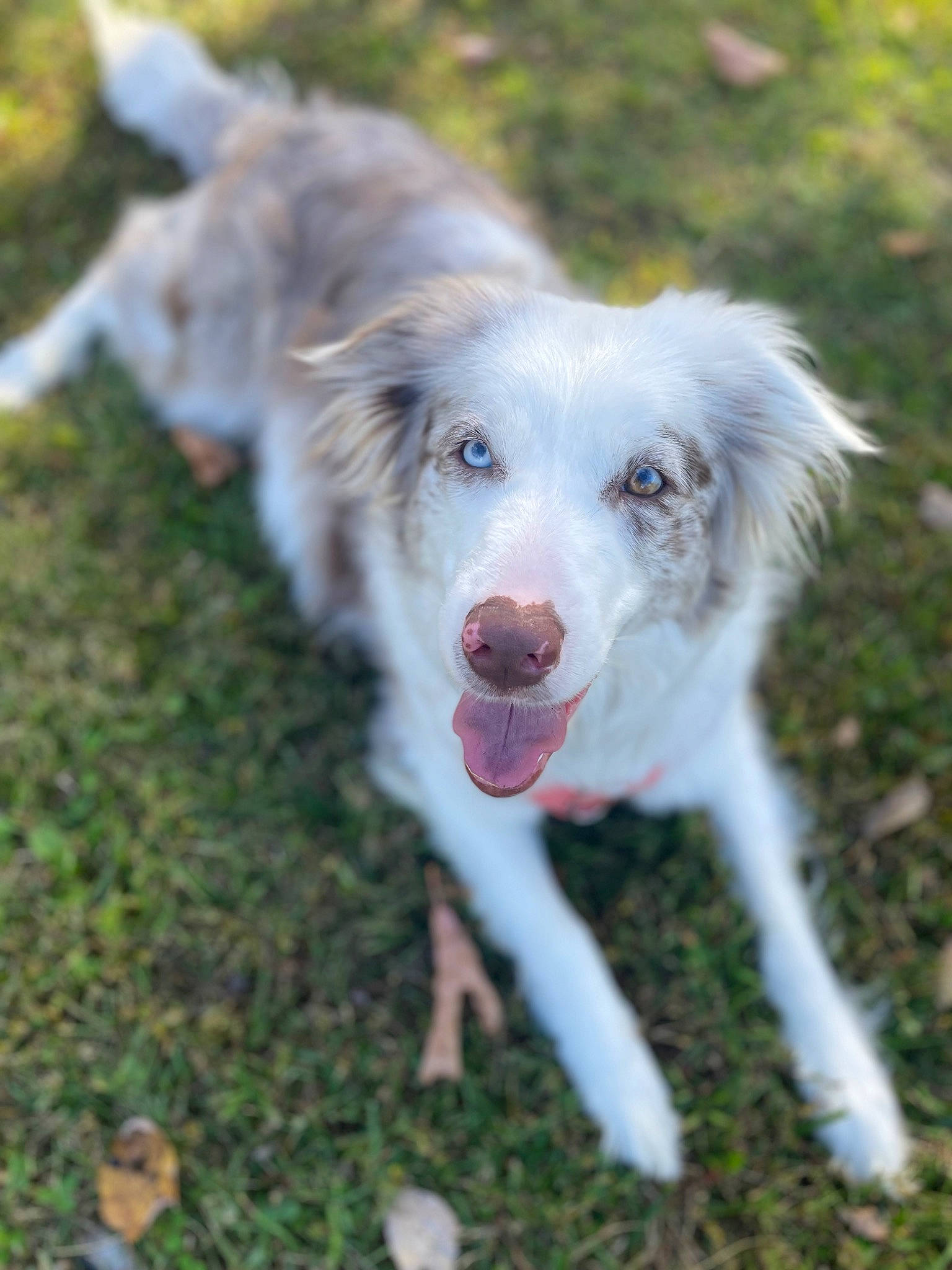 Sage is registered to the contest to win money with this photo: biting, canidae, carnivore, companion_dog, dog, dog_breed, eye, fur, grass, plant, snout, sporting_group, terrestrial_animal, working_dog