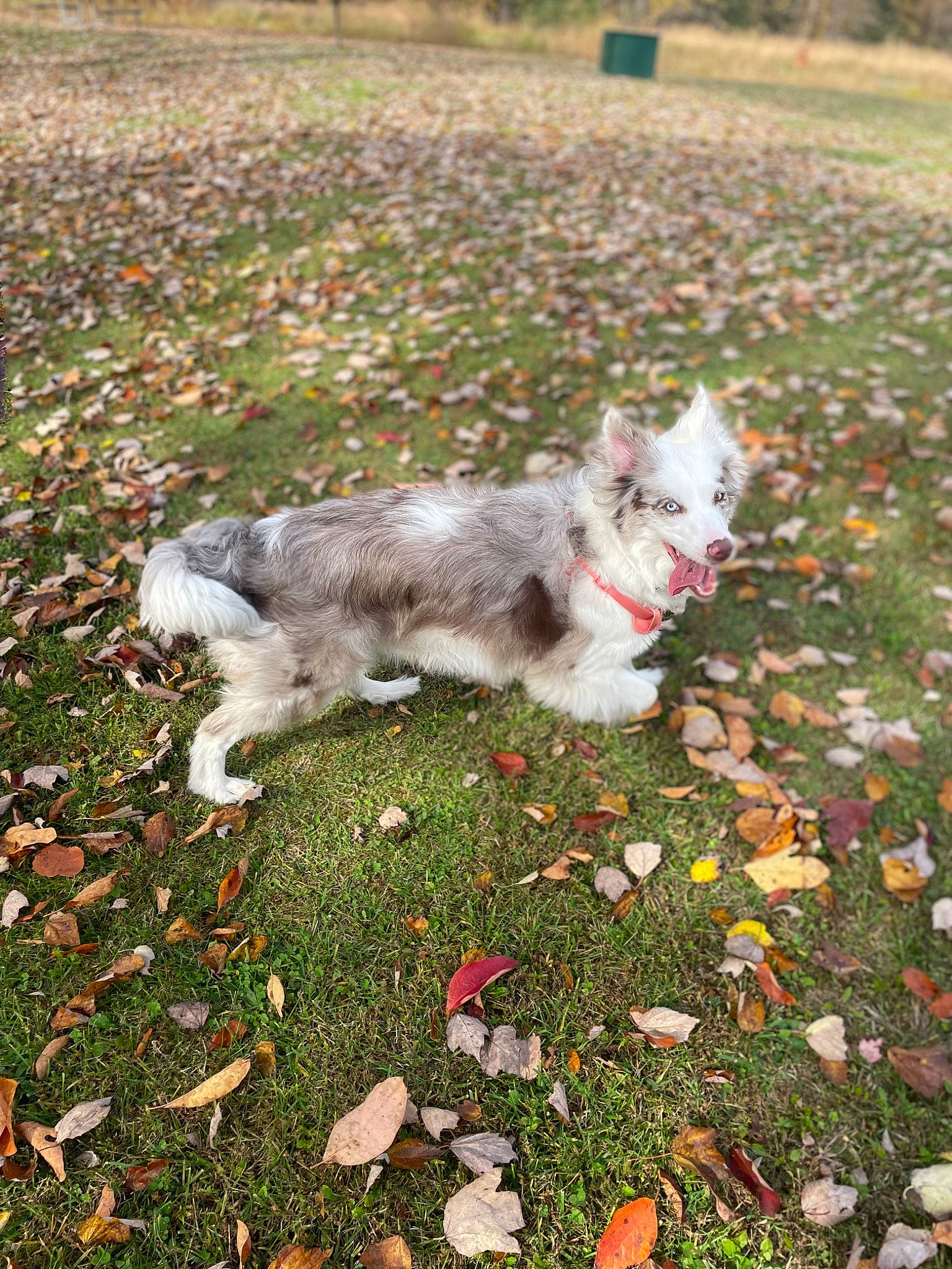 Sage joined the competition — help win amazing prizes! canidae, carnivore, companion_dog, dog, dog_breed, fawn, felidae, grass, groundcover, herbaceous_plant, mammal, petal, plant, sidewalk, sporting_group, tail, terrier, toy_dog, vertebrate, working_animal