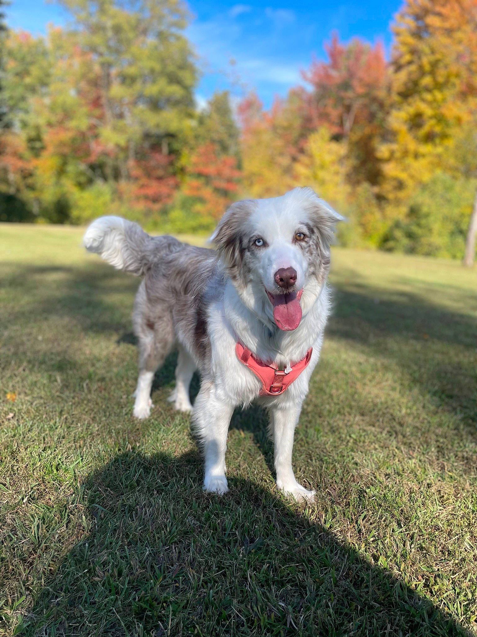 Sage is registered to the contest to win money with this photo: autumn, canidae, carnivore, companion_dog, dog, dog_breed, grass, plant, puppy, sky, snout, soil, sporting_group, tail, tree, working_dog