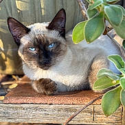 Sherman is registered to the contest to win money with this photo: cat, siamese_cat, blue_eyes, animal, pet, feline, resting, wood, succulent, plant, green_leaves, nature, outdoor, close_up, portrait, sunlight, shadows, relaxed, fur, whiskers