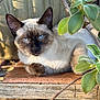 cat, siamese_cat, blue_eyes, animal, pet, feline, resting, wood, succulent, plant, green_leaves, nature, outdoor, close_up, portrait, sunlight, shadows, relaxed, fur, whiskers