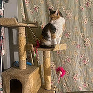Princess joined the competition — help win amazing prizes! animal, calico_cat, carpeted, cat, cat_toy, cat_tree, cozy, cute, dangle, domestic, feline, floral_curtain, furniture, household, indoor, looking_away, pet, playful, resting, room