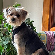 Gunner is registered to the contest to win money with this photo: dog, pet, indoor, plant, furniture, blanket, couch, window, wood, harness, fur, animal, cute, sitting, portrait, cozy, greenery, home, curious, domestic
