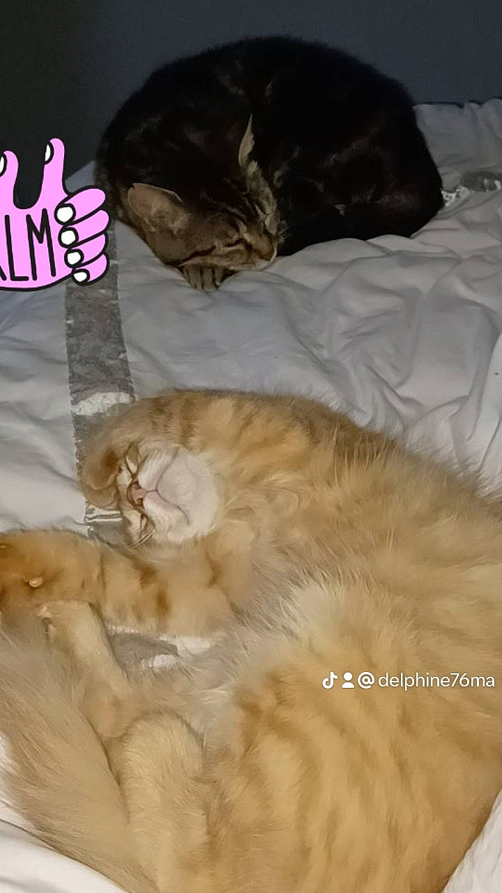 Jamaïca Et Simba a rejoint le concours — aidez-le/la à gagner de superbes lots ! bed, bedding, canidae, carnivore, cat, comfort, companion_dog, domestic_short_haired_cat, duvet, fawn, felidae, fur, linens, nap, paw, room, small_to_medium_sized_cats, tail, textile, whiskers