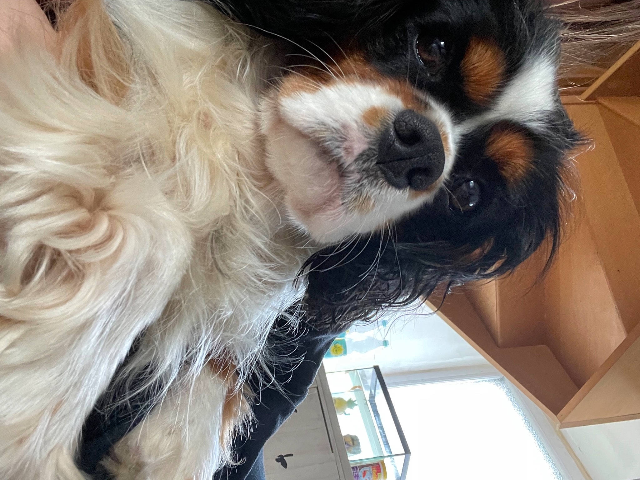 Patsy a rejoint le concours — aidez-le/la à gagner de superbes lots ! bernese_mountain_dog, canidae, carnivore, cavalier_king_charles_spaniel, collar, companion_dog, dog, dog_breed, dog_collar, fur, giant_dog_breed, hat, king_charles_spaniel, liver, snout, spaniel, sporting_group, toy_dog, whiskers, working_animal