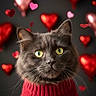 cat, gray_cat, yellow_eyes, red_sweater, heart_balloons, valentines_day, cute, portrait, pet, feline, indoor, holiday, celebration, knitwear, fluffy, adorable, animal, love, festive, background
