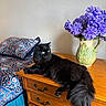 black_cat, cat, feline, pet, indoor, wooden_dresser, vase, purple_flowers, floral_arrangement, bedspread, patterned_bedspread, pillow, furniture, domestic_animal, resting, relaxed, household, decor, tabletop, cozy