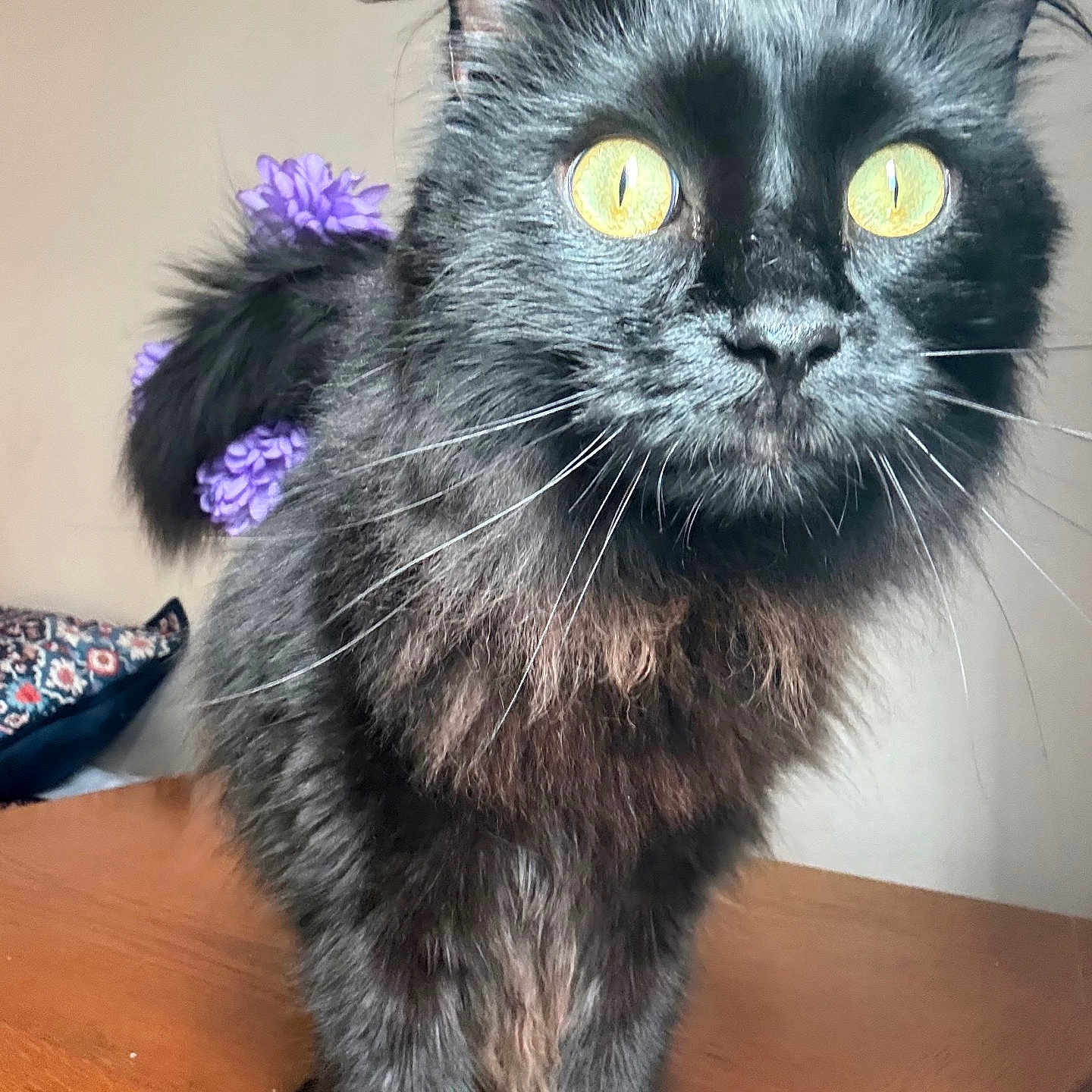 Jason Meowmowa