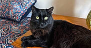 Jason Meowmowa is registered to the contest to win money with this photo: cat, black_cat, feline, pet, animal, indoor, wooden_dresser, bedspread, patterned_fabric, pillow, flower_vase, purple_flowers, green_eyes, fur, resting, looking_at_camera, cozy, furniture, domestic, cute