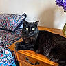 cat, black_cat, feline, pet, animal, indoor, wooden_dresser, bedspread, patterned_fabric, pillow, flower_vase, purple_flowers, green_eyes, fur, resting, looking_at_camera, cozy, furniture, domestic, cute