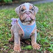 Simone a rejoint le concours — aidez-le/la à gagner de superbes lots ! puppy, bulldog, dog, pet, animal, grass, outdoor, harness, cute, adorable, young, sitting, fur, face, ears, snout, paws, nature, greenery, portrait