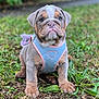puppy, bulldog, dog, pet, animal, grass, outdoor, harness, cute, adorable, young, sitting, fur, face, ears, snout, paws, nature, greenery, portrait