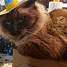 cat, brown_fur, fluffy, cardboard_box, sombrero, hat, indoor, tablecloth, kitchen, paper_towel, cabinet, feline, pet, closeup, whiskers, relaxed, domestic_animal, cute, animal, cozy