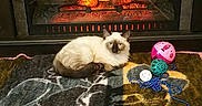 Biscuit is registered to the contest to win money with this photo: cat, siamese_cat, fireplace, rug, indoor, pet, toy, ball, beads, cozy, warm, furniture, floor, animal, resting, curled_up, home, decor, relaxing, comfort