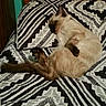 Biscuit joined the competition — help win amazing prizes! cat, siamese_cat, sleeping, bed, pillow, patterned_bedding, black_and_white, geometric_pattern, wooden_headboard, indoor, pet, cozy, resting, feline, fur, animal, cute, relaxed, home, quiet