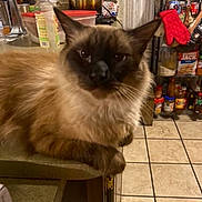 Biscuit is registered to the contest to win money with this photo: cat, siamese_cat, feline, pet, kitchen, counter, tile_floor, condiments, shelf, red_oven_mitt, domestic_animal, fur, whiskers, ears, eyes, indoor, food_storage, household, curious, resting