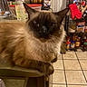 cat, siamese_cat, feline, pet, kitchen, counter, tile_floor, condiments, shelf, red_oven_mitt, domestic_animal, fur, whiskers, ears, eyes, indoor, food_storage, household, curious, resting