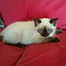 Biscuit joined the competition — help win amazing prizes! cat, kitten, siamese, blue_eyes, fur, pet, animal, cute, lying_down, red_couch, indoor, cozy, relaxed, feline, whiskers, young_animal, domestic, soft_fur, resting, curious