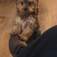 Lucy joined the competition — help win amazing prizes! puppy, dog, footwear, shoe, wooden_floor, pet, cute, furry, indoor, brown, animal, small_dog, blurry, curious, domestic_animal, standing, clinging, fur, paws, companion