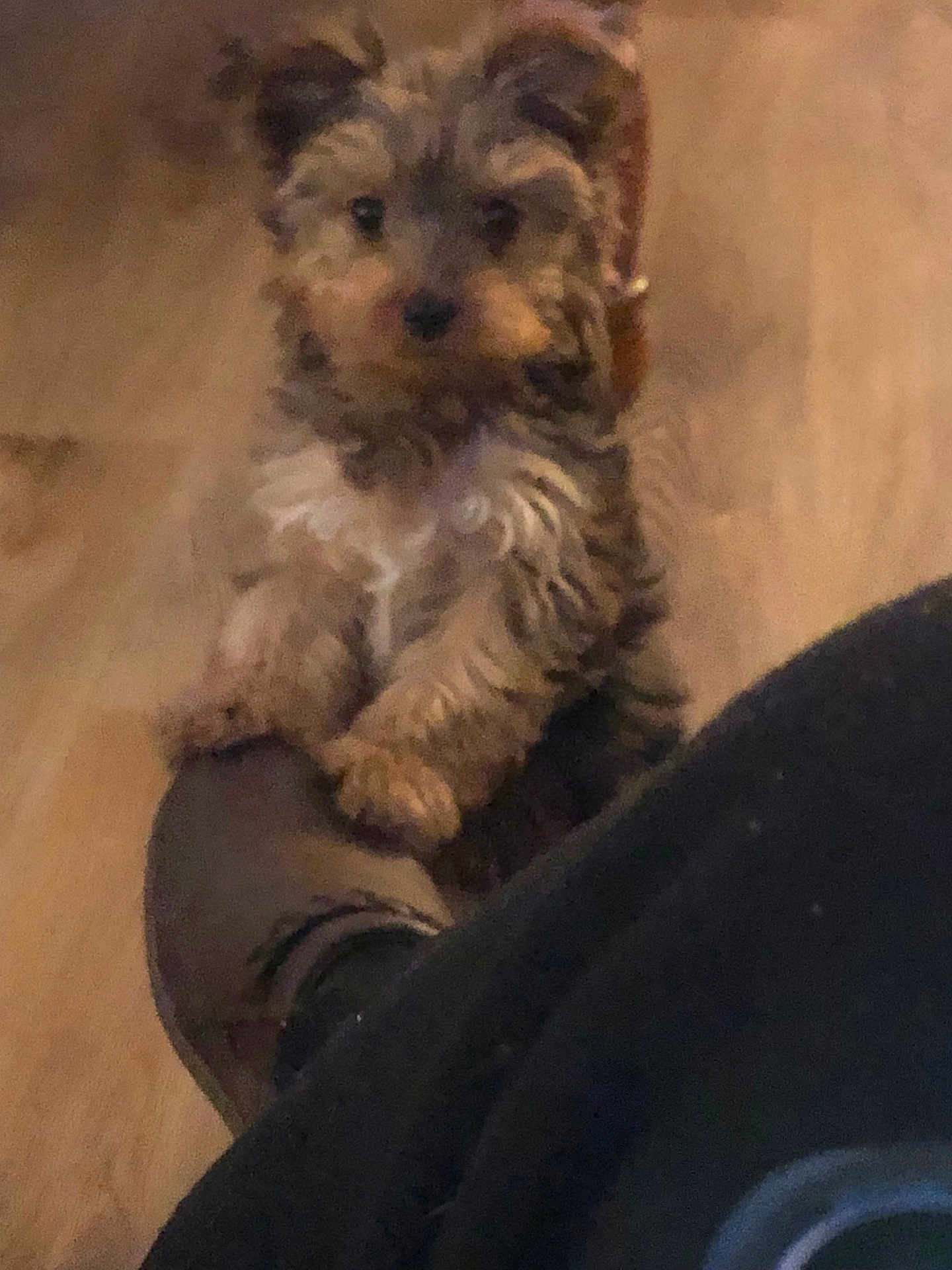 Lucy joined the competition — help win amazing prizes! puppy, dog, footwear, shoe, wooden_floor, pet, cute, furry, indoor, brown, animal, small_dog, blurry, curious, domestic_animal, standing, clinging, fur, paws, companion
