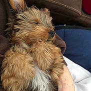 Lucy is registered to the contest to win money with this photo: blanket, brown_fur, closed_eyes, closeup, cozy, cuddling, cute, dog, fur, indoor, lap, nose, paw, person_arm, portrait, puppy, resting, sleeping, sofa, white_belly